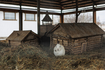 A white rabbit sits in hay in front of a wooden house
