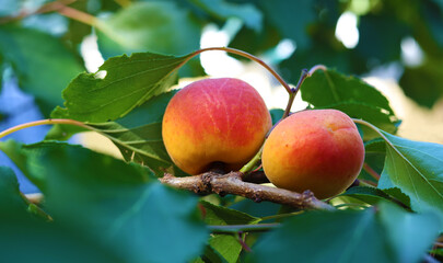 Ripe apricot fruits on a branch in summer