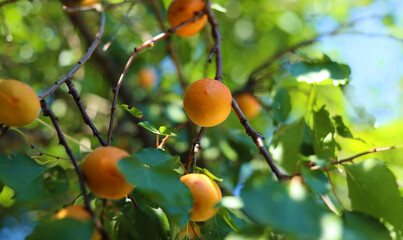 Ripe apricot fruits on a tree  in summer sun.