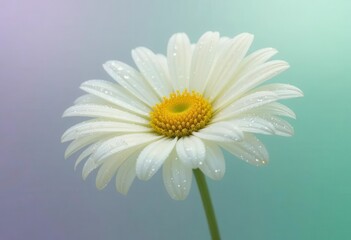 Naklejka premium Elegant White Daisy with Water Droplets on Petals