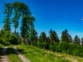 Wiederaufforstung im Mischwald im Frühjahr