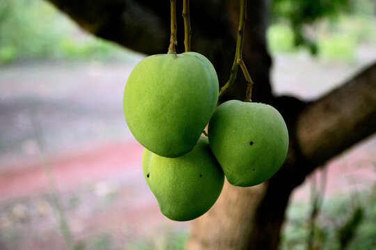 Mangoes growing on a tree