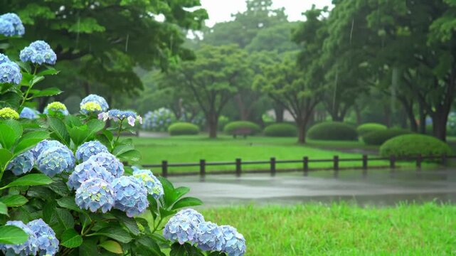 Hydrangeas in Bloom on a Rainy Day