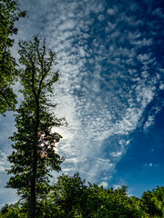 Mischwald im Frühjahr