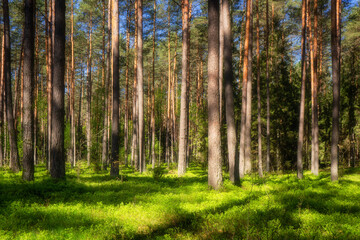 Wiosenna zieleń Puszczy Knyszyńskiej , Podlasie, Polska