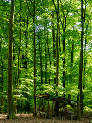 Obraz premium Aufbauten in einem Waldkindergarten