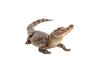 crocodiles on white background