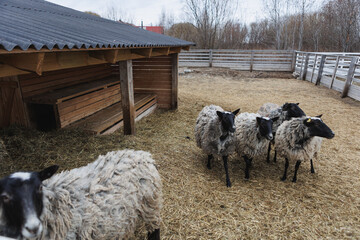 A herd of sheep is standing closely next to each other in a pen