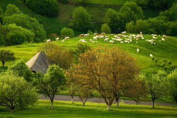 Herd of cows, Scenic Landscape view in Slovak Ore Mountains region near Hrinova © Ji
