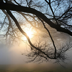 sunset in the forest