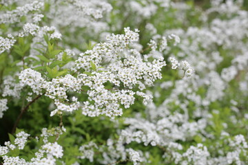 White flowers of Thunberg spirea in Japan park