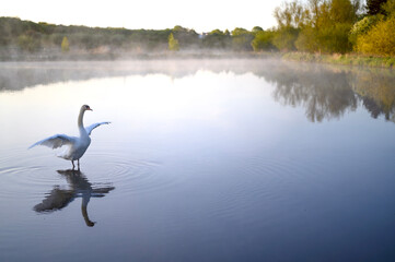 Beautiful swan on pond or a lake. Steam, fog, mist over water. Lund Skane Sweden