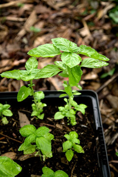 Basil seedlings growing in a pot