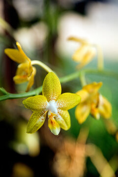Close up of yellow orchid
