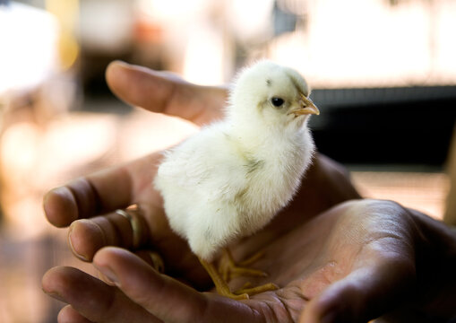 Tiny chick perched in person's hands