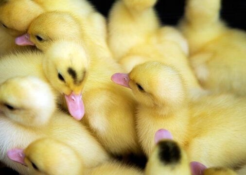 A pile of cute ducklings