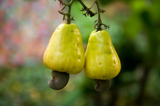 Cashews growing on a cashew tree