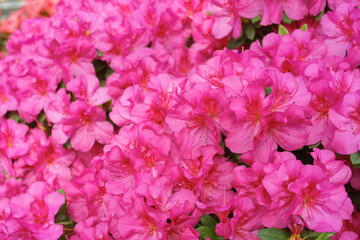 Blooming pink japan Azalea Ericaceae flowers, rhododendron flower macro, background. Evergreen decorative plant outdoor or in orangery in botanical garden. Gardeining, plant breeding