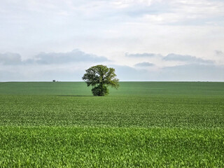 lonely tree in the field