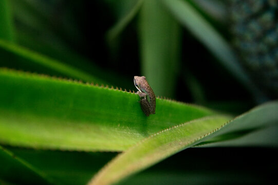 A tiny frog sitting on leaf