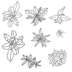 Top View Vector Set of Indoor Plants and Greenery for Interior Design and Floor Plans