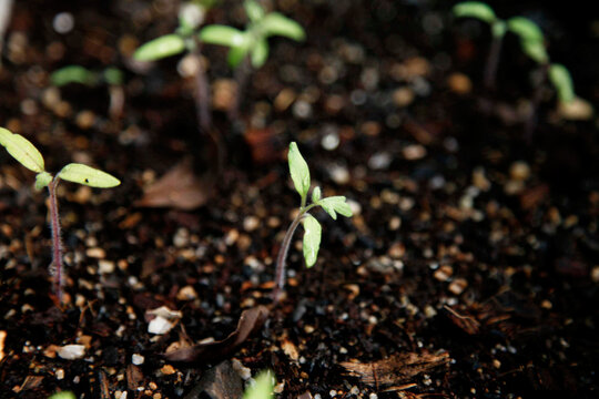 Tomato seedlings shooting from the ground
