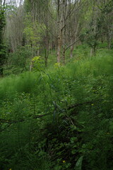 Vegetation in the forest