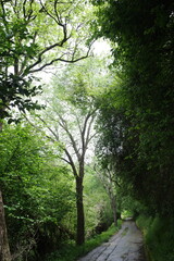 Trees in the forest
