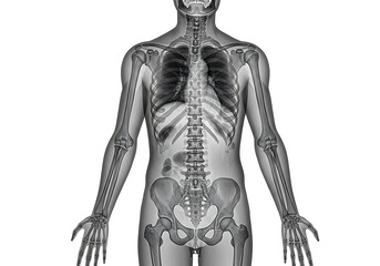 Human Anatomy: Skeletal and Respiratory System
