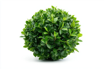 Obraz premium Perfectly trimmed dense privet bush isolated on white background nature plant arrangement indoor decor close-up viewpoint greenery concept