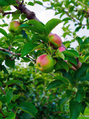 apples on the branches of a tree