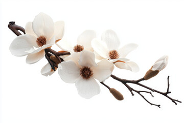 Fototapeta premium Magnolia tree branch with large white flowers isolated on a white background nature photography floral arrangement close-up view botanical art