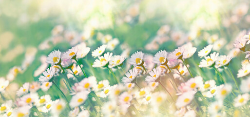 Daisy flowers in meadow, beautiful landscape in springtime, selective and soft focus on daisies flowers, beautiful nature in spring, daisy flowers lit by sunlight