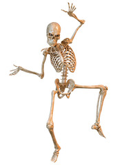 3D Rendering Human Skeleton on White