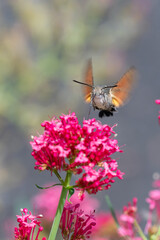 Macroglossum stellatarum hovering in front of vibrant pink flowers, feeding on nectar mid-air with its proboscis extended, wings in motion, resembling a hummingbird