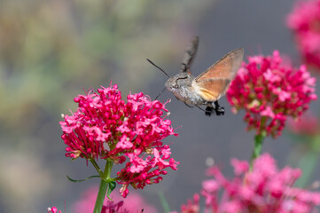 Macroglossum stellatarum hovering in front of vibrant pink flowers, feeding on nectar mid-air with its proboscis extended, wings in motion, resembling a hummingbird