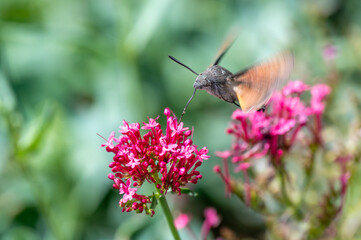 Macroglossum stellatarum hovering in front of vibrant pink flowers, feeding on nectar mid-air with its proboscis extended, wings in motion, resembling a hummingbird