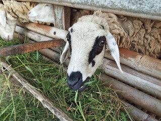 Close up of sheep are eating grass in the pen, sheep farm