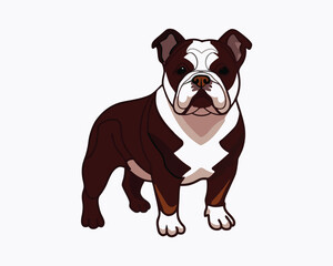 Fototapeta premium vector-bulldog-hand-drawn-engraving-consistent-outline