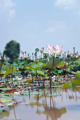 lotus flower and Lotus flower plants in the pond 