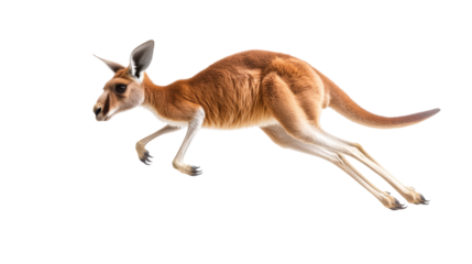 Kangaroo jumping energetically with powerful legs and strong tail showcasing its unique movement