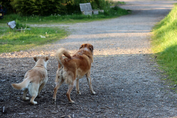 A dog standing on the side of a rural road in the countryside