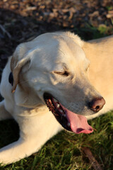 Labrador Retriever on a green meadow with yellow flowers