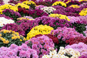 Background of blooming chrysanthemums of different colors