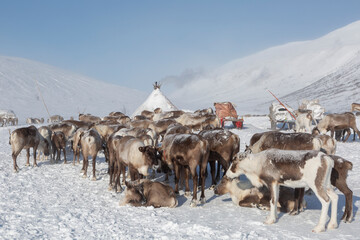 large herd of reindeers in winter, Yamal, Russia