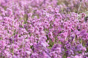 Blooming sticky catchfly or Viscaria vulgaris as background for design