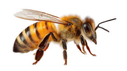 Honey Bee's Close-up: a detailed capture of an elegant honey bee exhibiting intricate wing patterns and vibrant coloration. An embodiment of diligent industry and pollinating role.