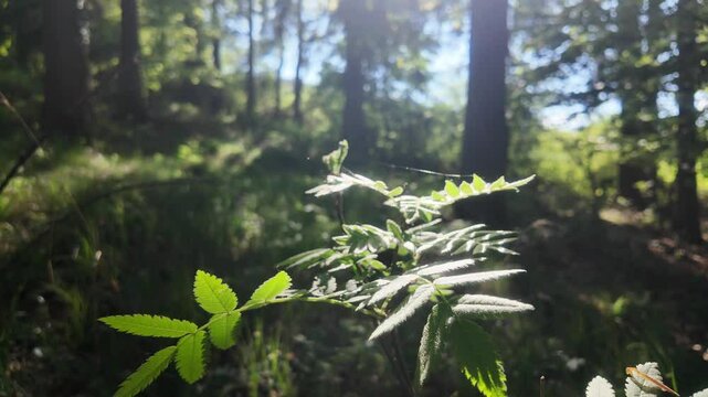 Schimmernde junge Eberesche im Schutz des Waldes