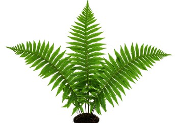 A vibrant green fern plant with intricate leaves against a stark white studio background display shot