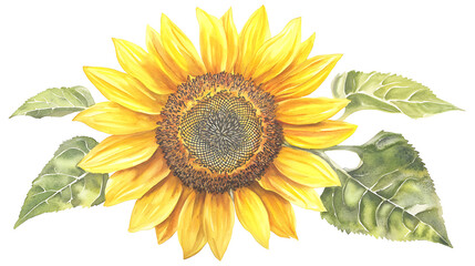Fototapeta premium A yellow sunflower with a green leaf
